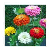 CLASSIC GREEN EARTH Zinnia Flowers  50+ seeds