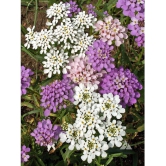 Candytuft mi x type 30 seeds pack with free cocopeat and user manual