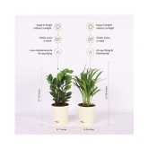 Ugaoo Air Purifier Indoor Plants for Home with Pots- Areca Palm & ZZ Plant