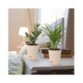 Ugaoo Air Purifier Indoor Plants for Home with Pots- Areca Palm & ZZ Plant