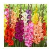 Gladiolus Bulbs ( 3 Bulbs ) Seed (3 per packet)