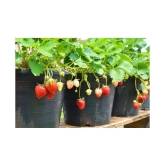 Gardens Giant Strawberry Rubygem Dense - Fruit 20 Seeds