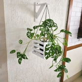 BARISH - Wall Mounted Planter - Square Hanging | Handcrafted with Rubberwood | Indoor Hanging Planter with Wall Mount Stand 22 x 8 x 8 Inches