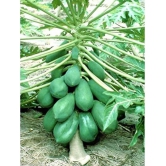 homeagro - Papaya Fruit ( 50 Seeds )