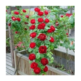 Azalea Gardens Rose Flower Seeds Red Climbing Rose 20 Seeds Pack + Instruction Manual Inside Package