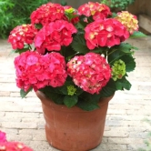 Hybrid Hydrangea Plant For Gardening