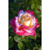 Colour Changing Rose Flower Plant