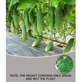 cucumber pack of 50 seeds