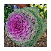 GARDEN ORNAMENTAL CABBAGE KALE FLOWER SEEDS - PACK OF 30 SEEDS