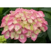 Hybrid Hydrangea Plant