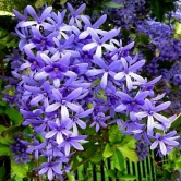 Neel Moni Lota Flower PLANT (Petrea Volubilis Volubilis)