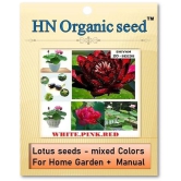 homeagro - Flower Seeds ( Lotus seeds -mixed colours 20 seeds )