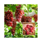 Creative Farmer Seeds For Container Garden Green Grape Fruit Vine Vitis Vinifera Seeds Fruit Plant Seeds For Outdoor Kitchen Garden Bonsai Suitable Fruit Seeds Pack