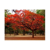 OhhSome Royal Poinciana Gulmohar Tree Seeds