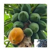 homeagro - Papaya Fruit ( 50 Seeds )