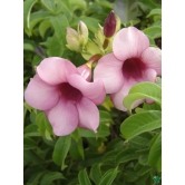 Allamanda Flowers Plant-Pink Colour