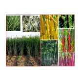 Homeagro Seeds Combo - Bamboo Plant ( 20 Seeds ) and Super Napier grass ( 500 seed )