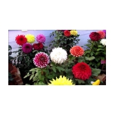 MIX COLOR PREMIUM DAHLIA FLOWER 100 SEEDS COMBO PACK MORE THAN 5 COLOR PLANT SEEDS WITH FREE GIFT COCO PEAT AND USER MANUAL FOR HOME GARDENING