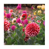 HN organic seed - Dahlia Mixed Flower ( 25 Seeds )