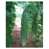 Recron Seeds Bitter Gourd Vegetable ( 15 Seeds )