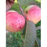 CLASSIC GREEN EARTH - Fruit Seeds ( Rare Red Guava Psidium Guajava Guava 50 Seeds )