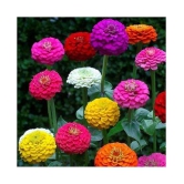 zinnia flower seeds 50 + seeds with cocopeat