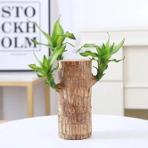 Brazilian Lucky Wood Plant | ???? BUY 1 GET 2 FREE