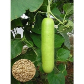 Bottle Gourd Vegetable Seeds - Pack of 20 | With Instruction Manual