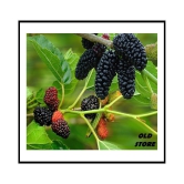 OLD STORE SAHTOOT BERRY FRUIT 100 SEEDS WITH FREE COCOPEAT COMBO PACK  FOR GARDENING PURPOSE WITH USER MANUAL