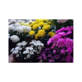 Chrysanthemum Morifolium Flower Plant 40 Seeds with growing cocopeat