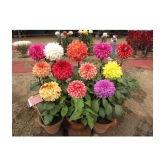 HN organic seed - Dahlia Mixed Flower ( 25 Seeds )