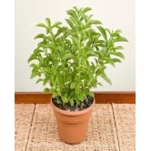 NSC Stevia Live Sapling