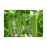 homeagro - Bitter Gourd Vegetable ( 20 Seeds )