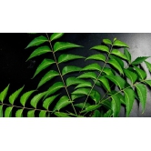 Ayurveda natural herbal Neem leaves 