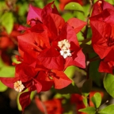 Bougainvillea(Red Colour)flower plant