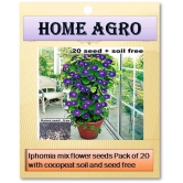 homeagro - Flower Seeds ( 20 )