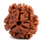 DvR ClicK - 3 Mukhi Rudraksha Bead ( Pack of 1 )