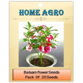 homeagro - Balsam Mixed Flower ( 20 Seeds )