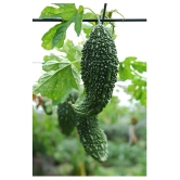 Kitchen Garden big pack 550+ seeds are best suited for growing all seasons.