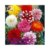 HL. Dahlia Hybrids Mixed Color - Dahlia Flower Seeds