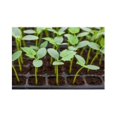 Summer Veg. Seeds - Cucumber seed ( 50 seed ) - Your Home & kitchen garden on this summer