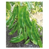 Dolichos Bean Lablab Seeds F1 Hybrid Creeper Vegetables Pack Seeds | Pack of 30 Seeds