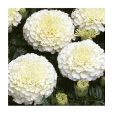 Bijilee F-2 Vanilla White - Flower Seeds Pack Of 30 Seeds