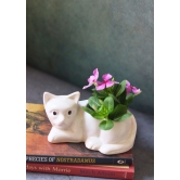 Cat Succulent Planter