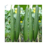 sponge gaurd tori F1 hybrid vegetable 10 seeds