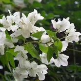 Hybrid Bougainvillea (White) -Flower Plant