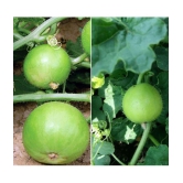 Tinda 20 seeds high germination seeds with instruction manual