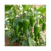 Hot Chili Seeds -Vegetable Bullet Chilli Seeds- 100 Seeds,