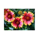 Glardia summer flower seeds for home garden good for summer season