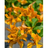 Chili yellow bougainvillea flowers plant